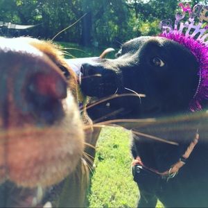 Meet your Posher, Amanda